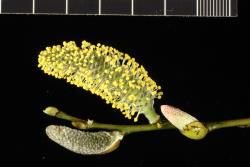 Salix lasiolepis. Male catkins.
 Image: D. Glenny © Landcare Research 2020 CC BY 4.0